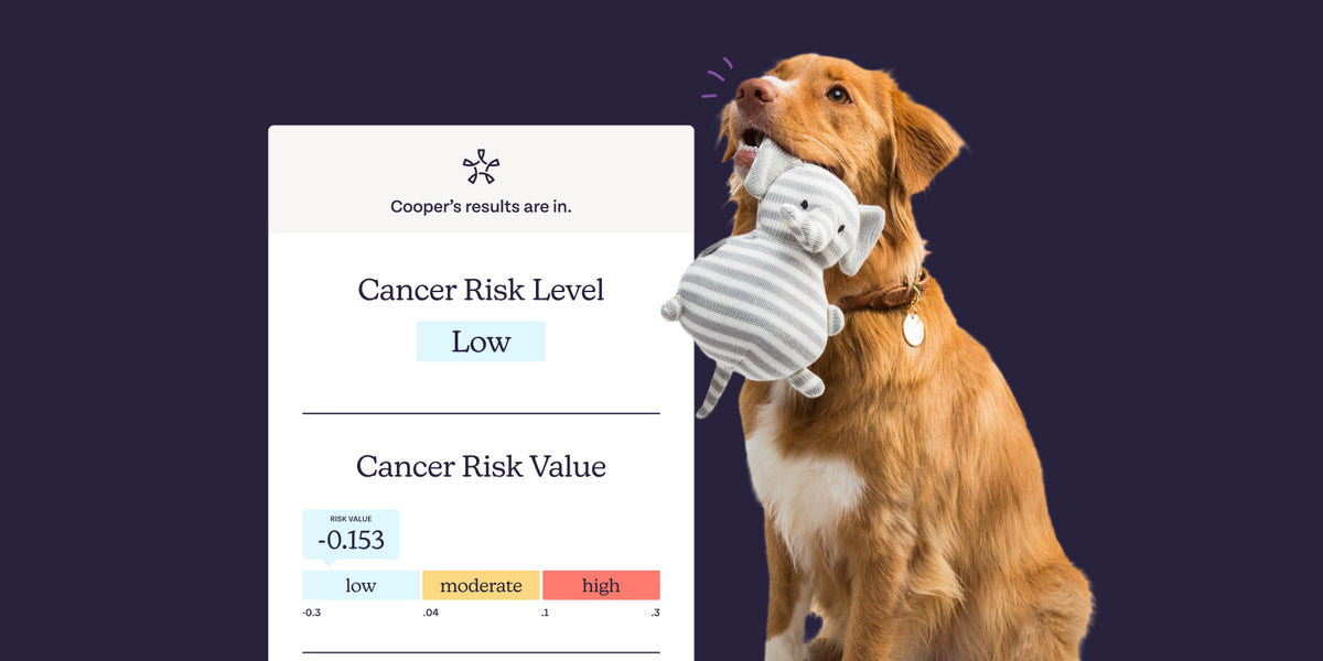Oncotect The Benefits of Screening for Cancer in Dogs Early | Oncotect Cancer ...